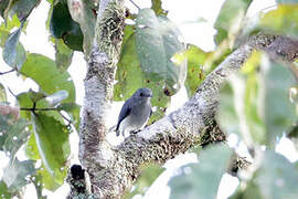 Rio Negro Gnatcatcher