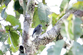 Gobemoucheron du Rio Negro