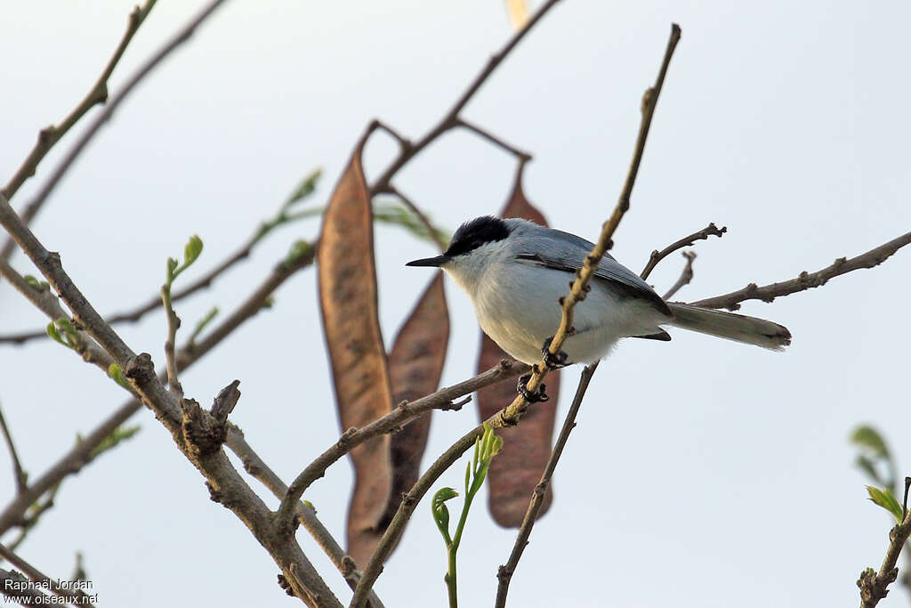 Yucatan Gnatcatcher male adult