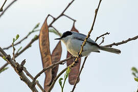 Yucatan Gnatcatcher