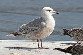 Iceland Gull