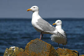 Glaucous-winged Gull