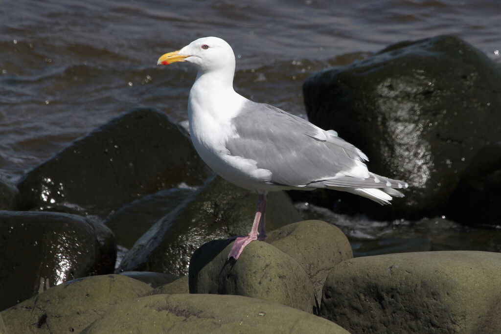 Glaucous-winged Gulladult breeding