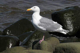 Glaucous-winged Gull