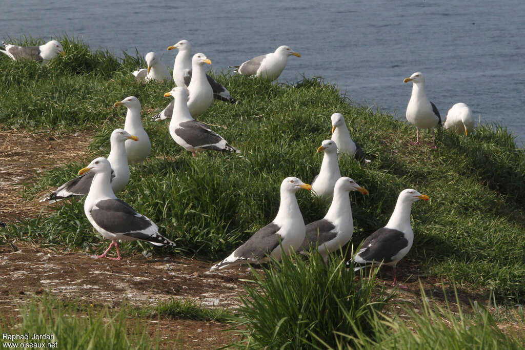 Goéland à manteau ardoiséadulte, habitat, r. coloniale