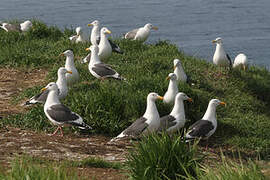 Slaty-backed Gull