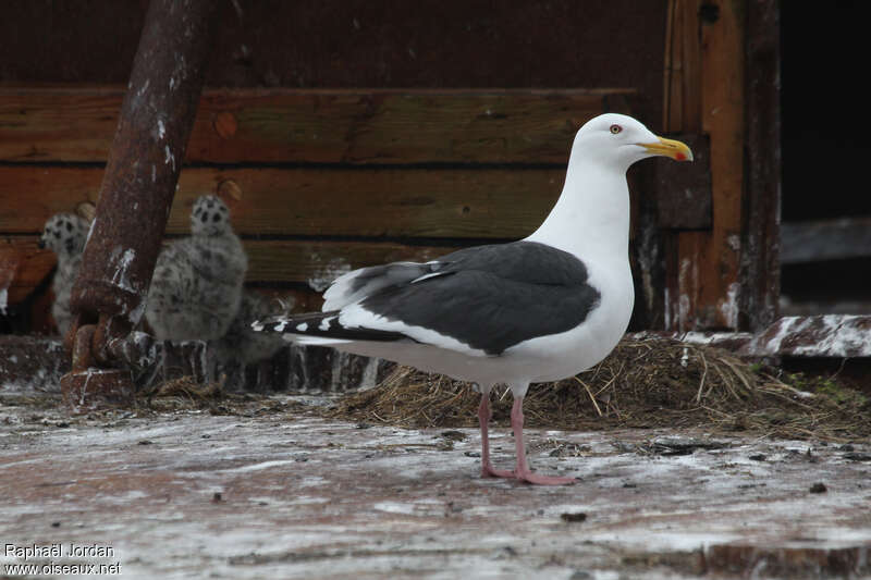 Slaty-backed Gull, Reproduction-nesting