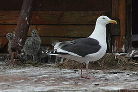 Slaty-backed Gull