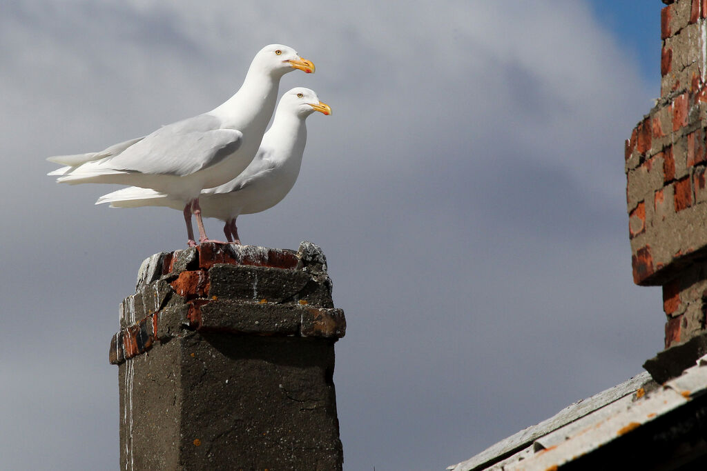 Glaucous Gulladult breeding