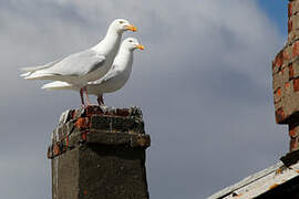 Glaucous Gull