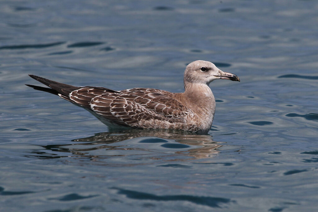 Audouin's Gulljuvenile