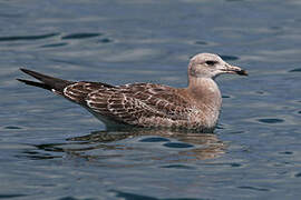 Audouin's Gull