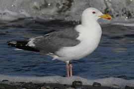 Vega Gull