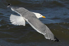 Vega Gull