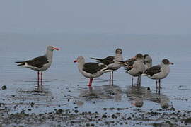 Dolphin Gull