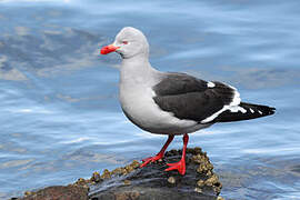 Dolphin Gull