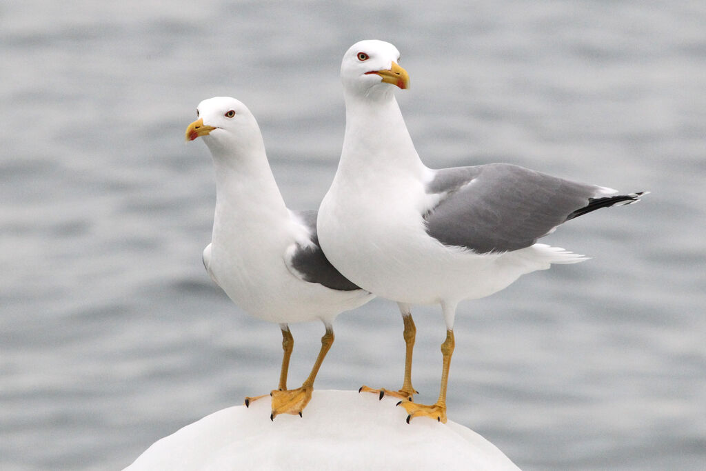 Yellow-legged Gulladult breeding