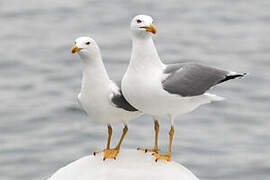 Yellow-legged Gull