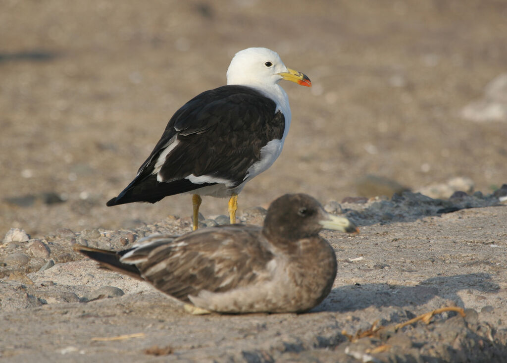 Belcher's Gull