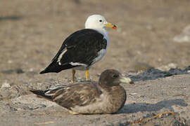 Belcher's Gull