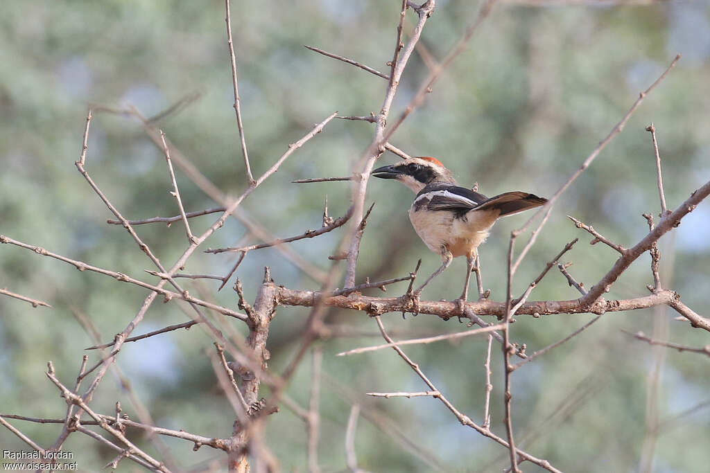 Red-naped Bushshrikeadult