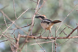 Red-naped Bushshrike