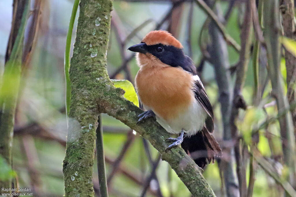 Lühder's Bushshrikeadult, close-up portrait