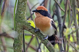 Lühder's Bushshrike