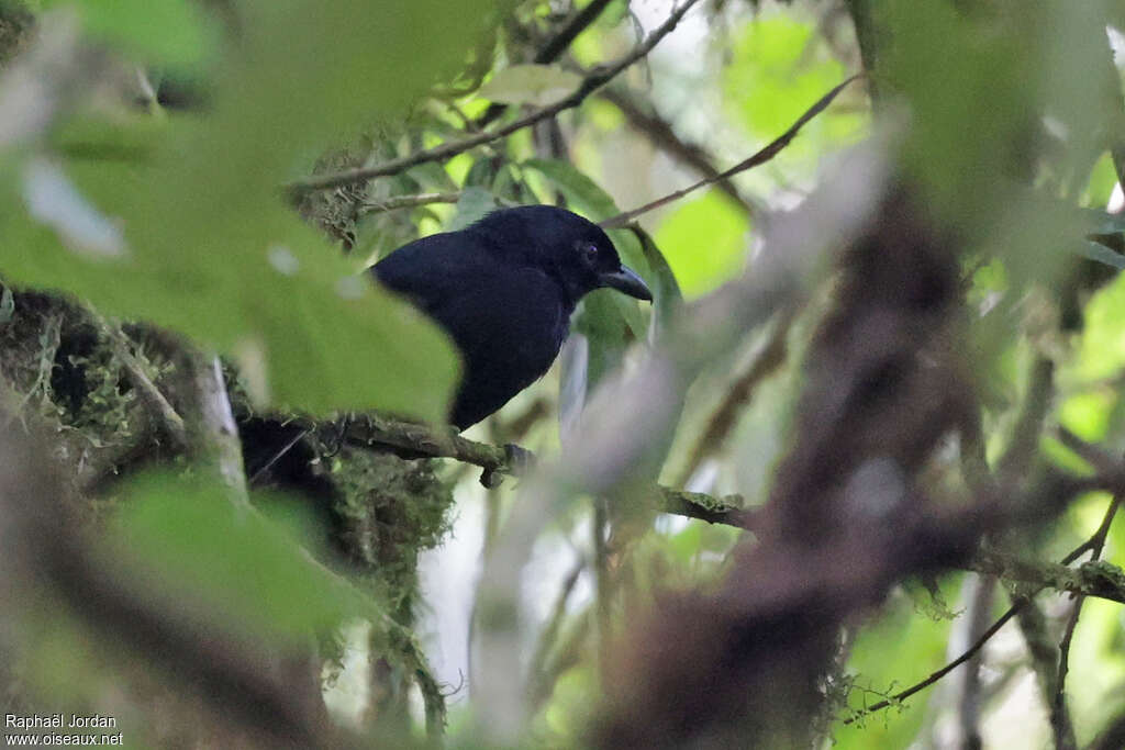 Willard's Sooty Boubouadult