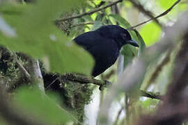 Willard's Sooty Boubou