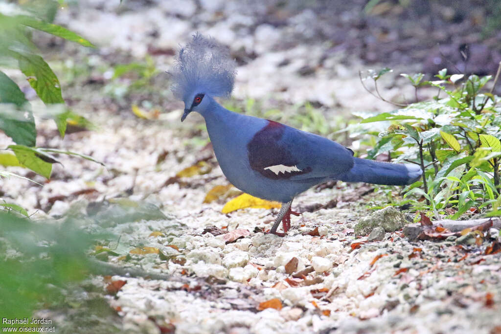 Goura couronnéadulte, identification