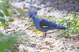 Western Crowned Pigeon