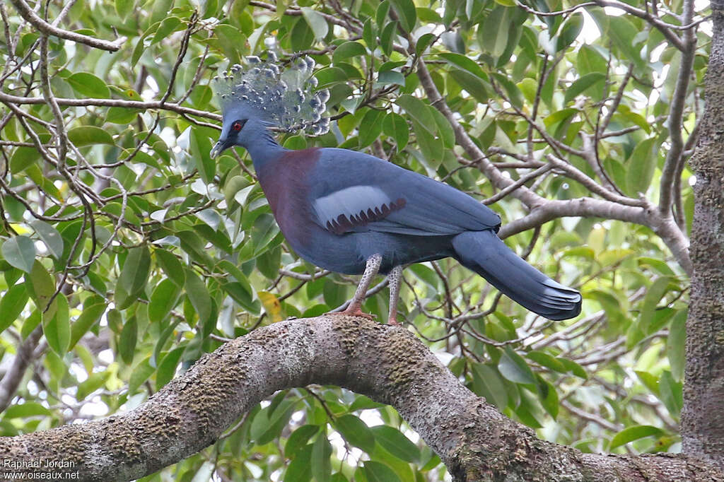 Victoria Crowned Pigeonadult, identification