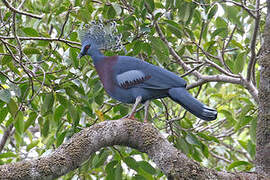 Victoria Crowned Pigeon