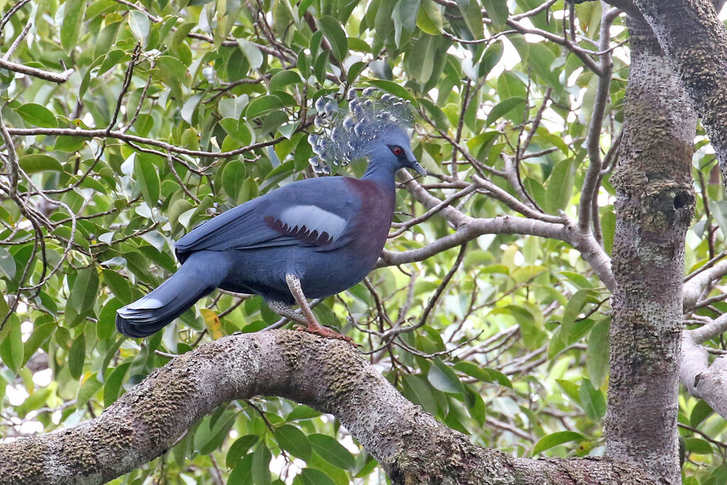 Victoria Crowned Pigeonadult