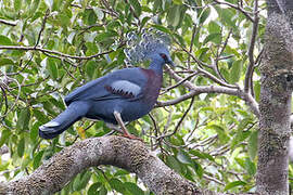 Victoria Crowned Pigeon