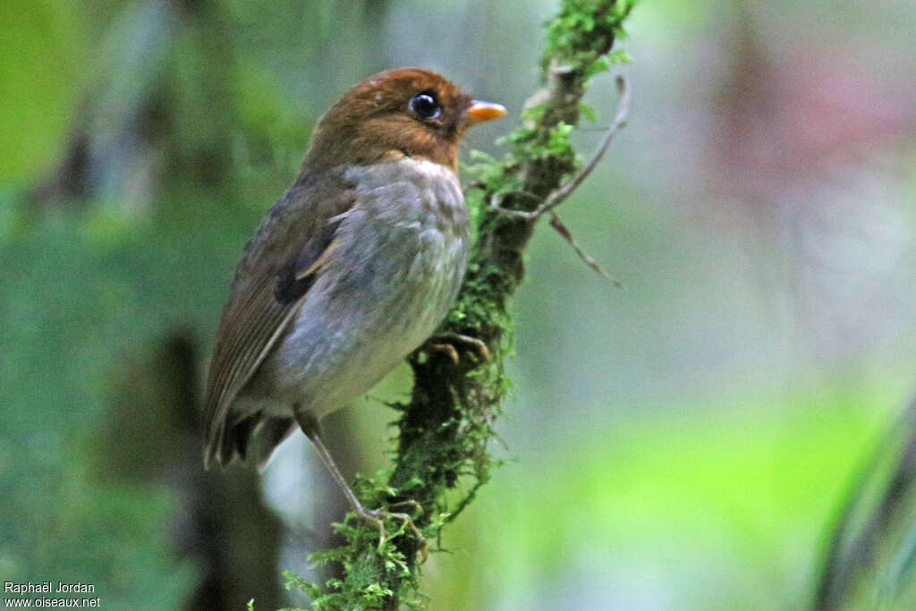 Hooded Antpittaadult, identification