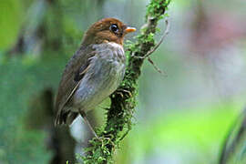 Hooded Antpitta