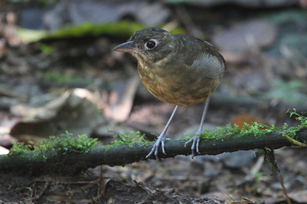 Plain-backed Antpitta