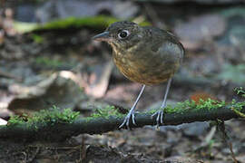 Plain-backed Antpitta