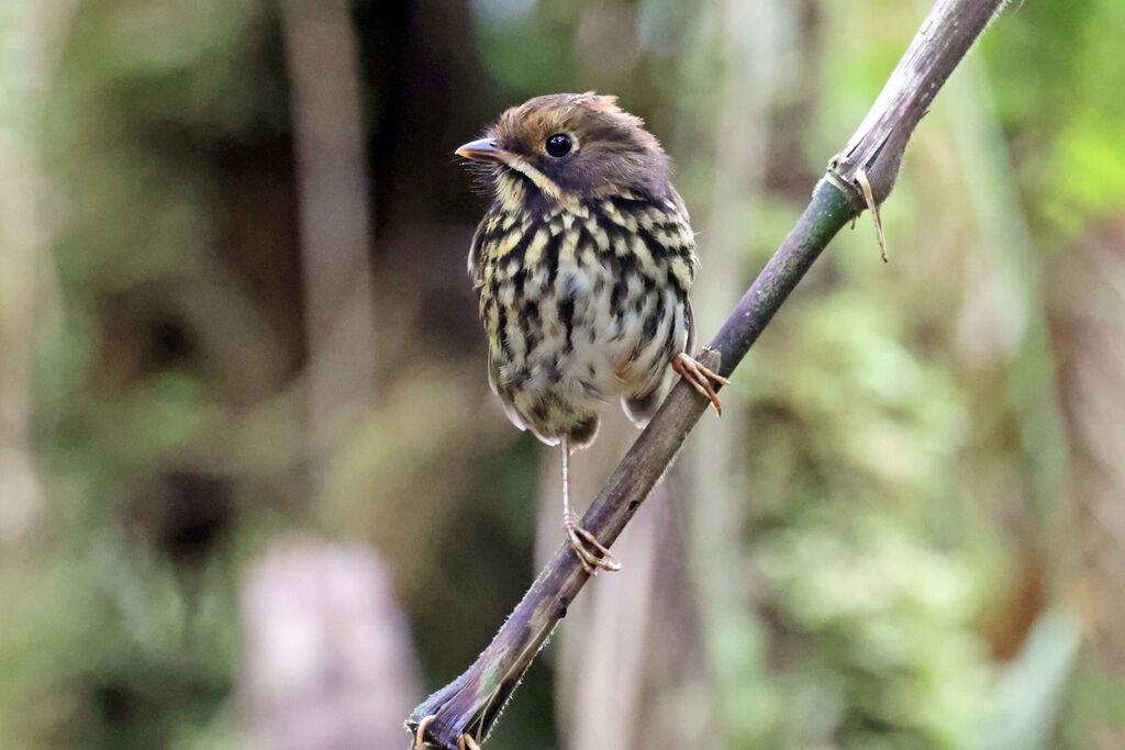 Ochre-fronted Antpitta