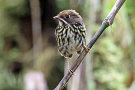 Ochre-fronted Antpitta