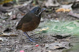 Moustached Antpitta