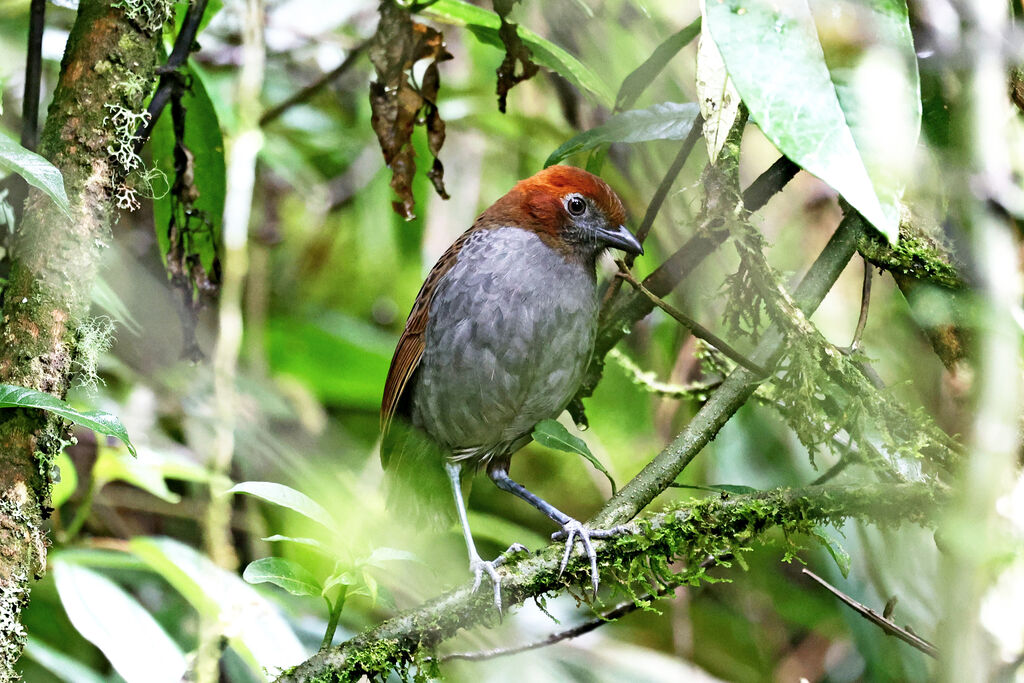 Grallaire à nuque rousse