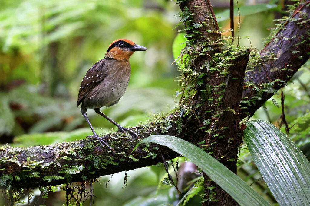 Grallaire à sourcils noirs