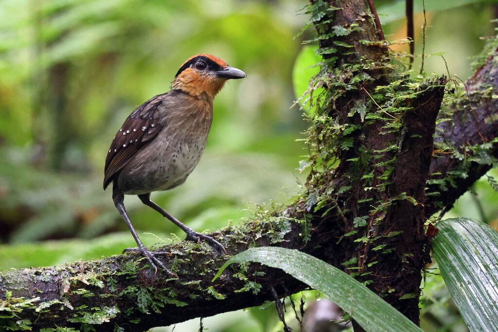 Grallaire à sourcils noirs