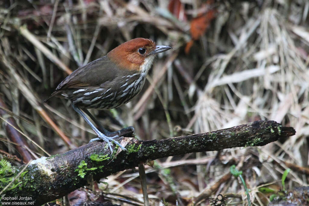 Chestnut-crowned Antpittaadult, habitat, pigmentation