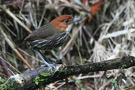 Chestnut-crowned Antpitta