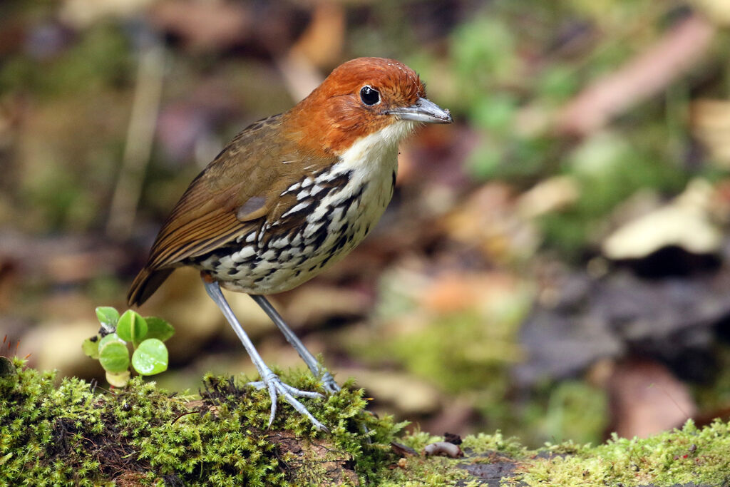 Chestnut-crowned Antpittaadult