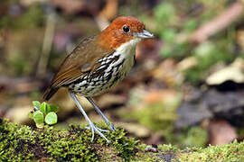 Chestnut-crowned Antpitta